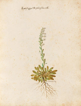 Giovanna Garzoni - Piante varie Pl23.webp