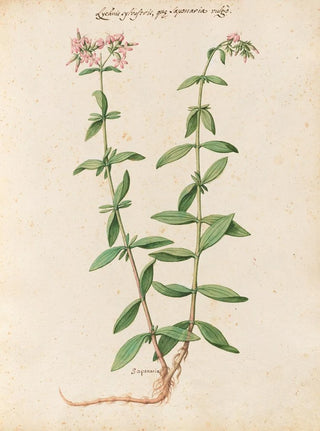 Giovanna Garzoni - Piante varie Pl24.webp
