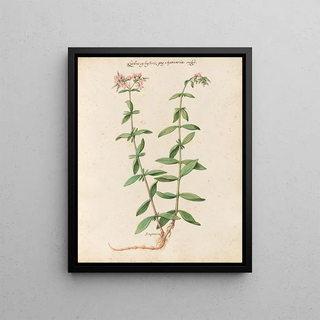 Giovanna Garzoni - Piante varie Pl24.webp