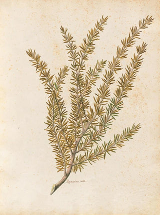 Giovanna Garzoni - Piante varie Pl25.webp