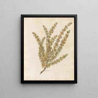 Giovanna Garzoni - Piante varie Pl25.webp