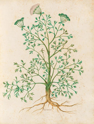 Giovanna Garzoni - Piante varie Pl26.webp