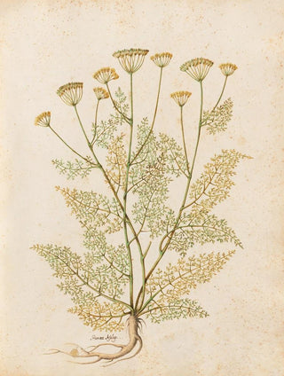 Giovanna Garzoni - Piante varie Pl27.webp