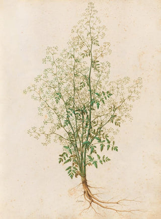 Giovanna Garzoni - Piante varie Pl28.webp