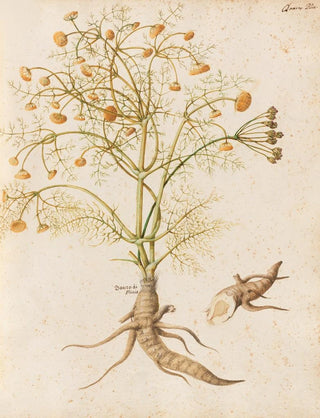 Giovanna Garzoni - Piante varie Pl29.webp