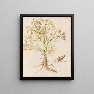 Giovanna Garzoni - Piante varie Pl29.webp