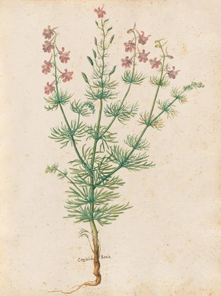 Giovanna Garzoni - Piante varie Pl30.webp