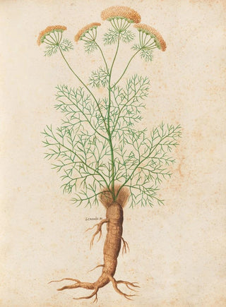 Giovanna Garzoni - Piante varie Pl32.webp