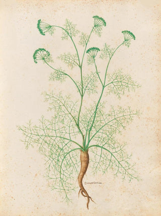 Giovanna Garzoni - Piante varie Pl33.webp