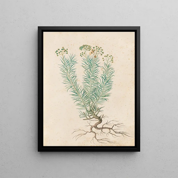 Giovanna Garzoni - Piante varie Pl35.webp