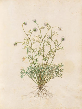 Giovanna Garzoni - Piante varie Pl36.webp