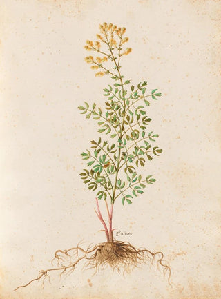 Giovanna Garzoni - Piante varie Pl37.webp