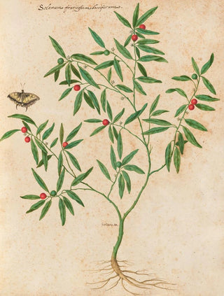 Giovanna Garzoni - Piante varie Pl38.webp
