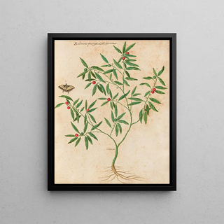 Giovanna Garzoni - Piante varie Pl38.webp