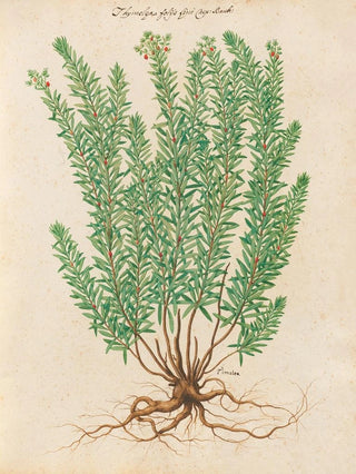 Giovanna Garzoni - Piante varie Pl39.webp