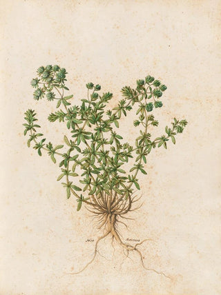 Giovanna Garzoni - Piante varie Pl44.webp