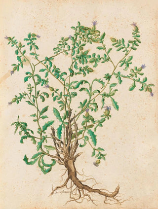 Giovanna Garzoni - Piante varie Pl45.webp