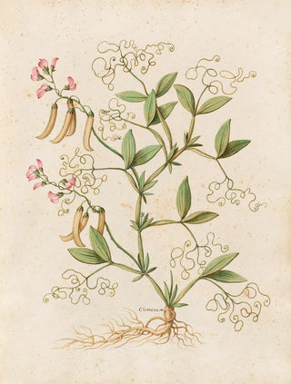 Giovanna Garzoni - Piante varie Pl46.webp