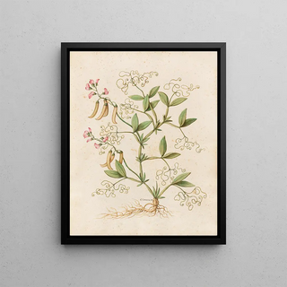 Giovanna Garzoni - Piante varie Pl46.webp