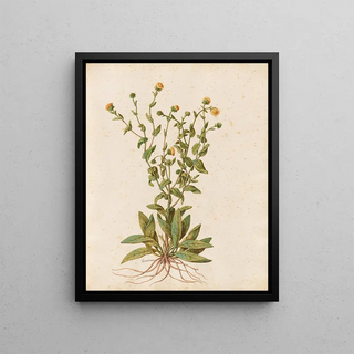 Giovanna Garzoni - Piante varie Pl47.webp
