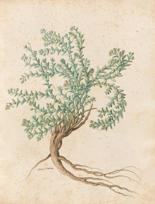 Giovanna Garzoni - Piante varie Pl49.webp