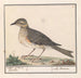 dużego koszała Turdus viscivorus - Anselmus Botius de Boodt — widok dzieła