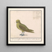 Groenling Chloris chloris - Anselmus Botius de Boodt — oprawiony obraz na ścianie