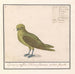 Groenling Chloris chloris - Anselmus Botius de Boodt — widok dzieła