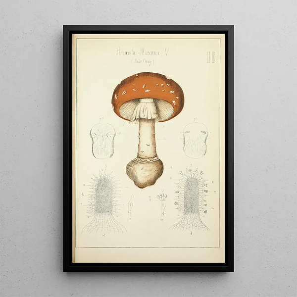 Histoire naturelle des champignons Pl02 - Guillaume Sicard — oprawiony obraz na ścianie