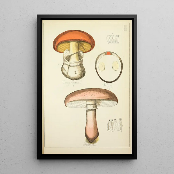 Histoire naturelle des champignons Pl03 - Guillaume Sicard — oprawiony obraz na ścianie