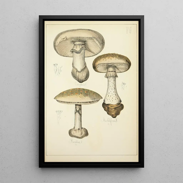 Histoire naturelle des champignons Pl04 - Guillaume Sicard — oprawiony obraz na ścianie