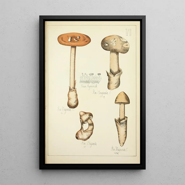 Histoire naturelle des champignons Pl06 - Guillaume Sicard — oprawiony obraz na ścianie