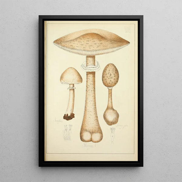 Histoire naturelle des champignons Pl07 - Guillaume Sicard — oprawiony obraz na ścianie