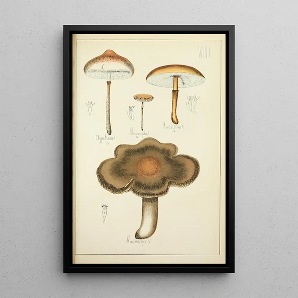 Histoire naturelle des champignons Pl08 - Guillaume Sicard — oprawiony obraz na ścianie