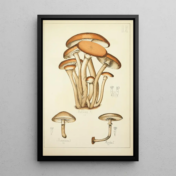 Histoire naturelle des champignons Pl09 - Guillaume Sicard — oprawiony obraz na ścianie
