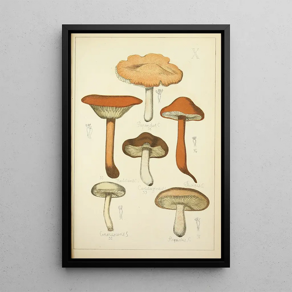 Histoire naturelle des champignons Pl10 - Guillaume Sicard — oprawiony obraz na ścianie