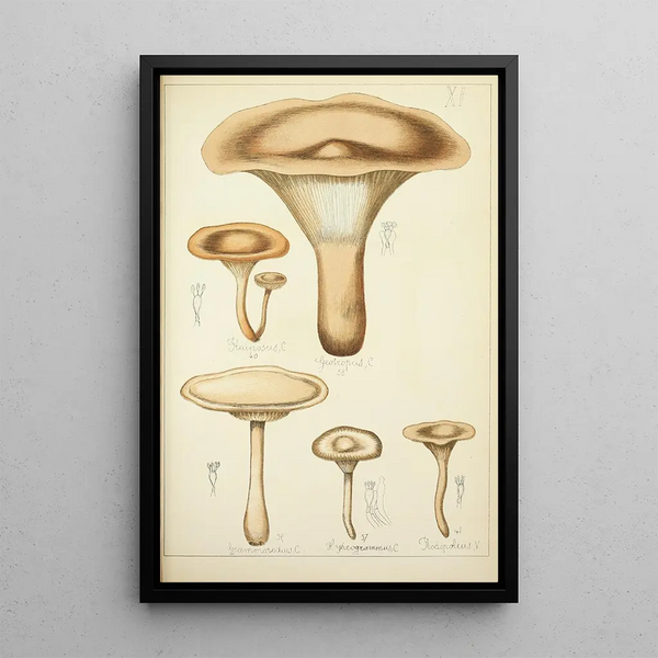 Histoire naturelle des champignons Pl11 - Guillaume Sicard — oprawiony obraz na ścianie