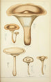 Histoire naturelle des champignons Pl11 - Guillaume Sicard — widok dzieła