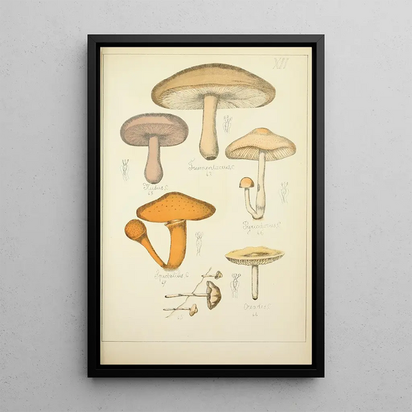 Histoire naturelle des champignons Pl12 - Guillaume Sicard — oprawiony obraz na ścianie