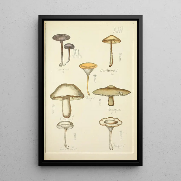 Histoire naturelle des champignons Pl13 - Guillaume Sicard — oprawiony obraz na ścianie