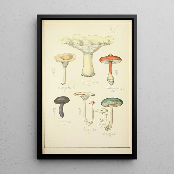 Histoire naturelle des champignons Pl15 - Guillaume Sicard — oprawiony obraz na ścianie