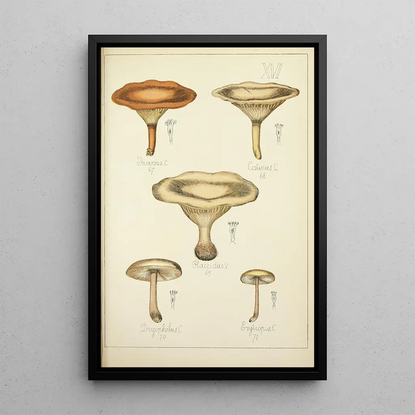 Histoire naturelle des champignons Pl16 - Guillaume Sicard — oprawiony obraz na ścianie