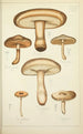 Histoire naturelle des champignons Pl17 - Guillaume Sicard — widok dzieła