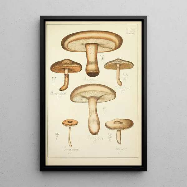 Histoire naturelle des champignons Pl17 - Guillaume Sicard — oprawiony obraz na ścianie