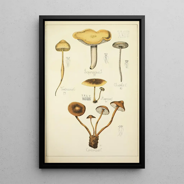 Histoire naturelle des champignons Pl18 - Guillaume Sicard — oprawiony obraz na ścianie