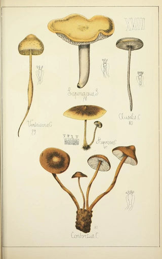 Guillaume Sicard - Histoire naturelle des champignons Pl18.webp