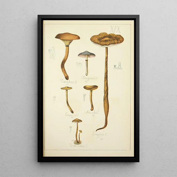 Histoire naturelle des champignons Pl19 - Guillaume Sicard — oprawiony obraz na ścianie