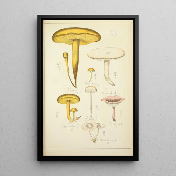Histoire naturelle des champignons Pl20 - Guillaume Sicard — oprawiony obraz na ścianie