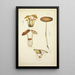 Histoire naturelle des champignons Pl21 - Guillaume Sicard — oprawiony obraz na ścianie