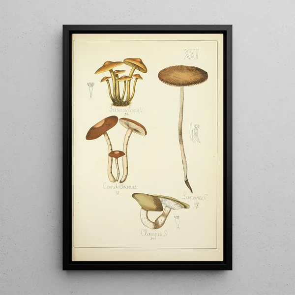 Histoire naturelle des champignons Pl21 - Guillaume Sicard — oprawiony obraz na ścianie